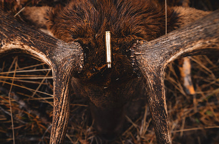 Chasing Bugles on a Wyoming Horseback Elk Hunt
