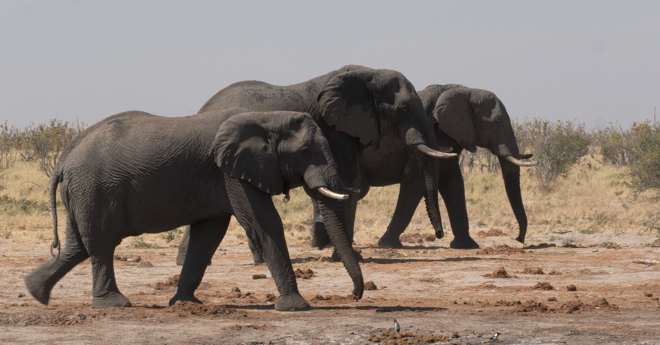 Elephants walking through African terrain