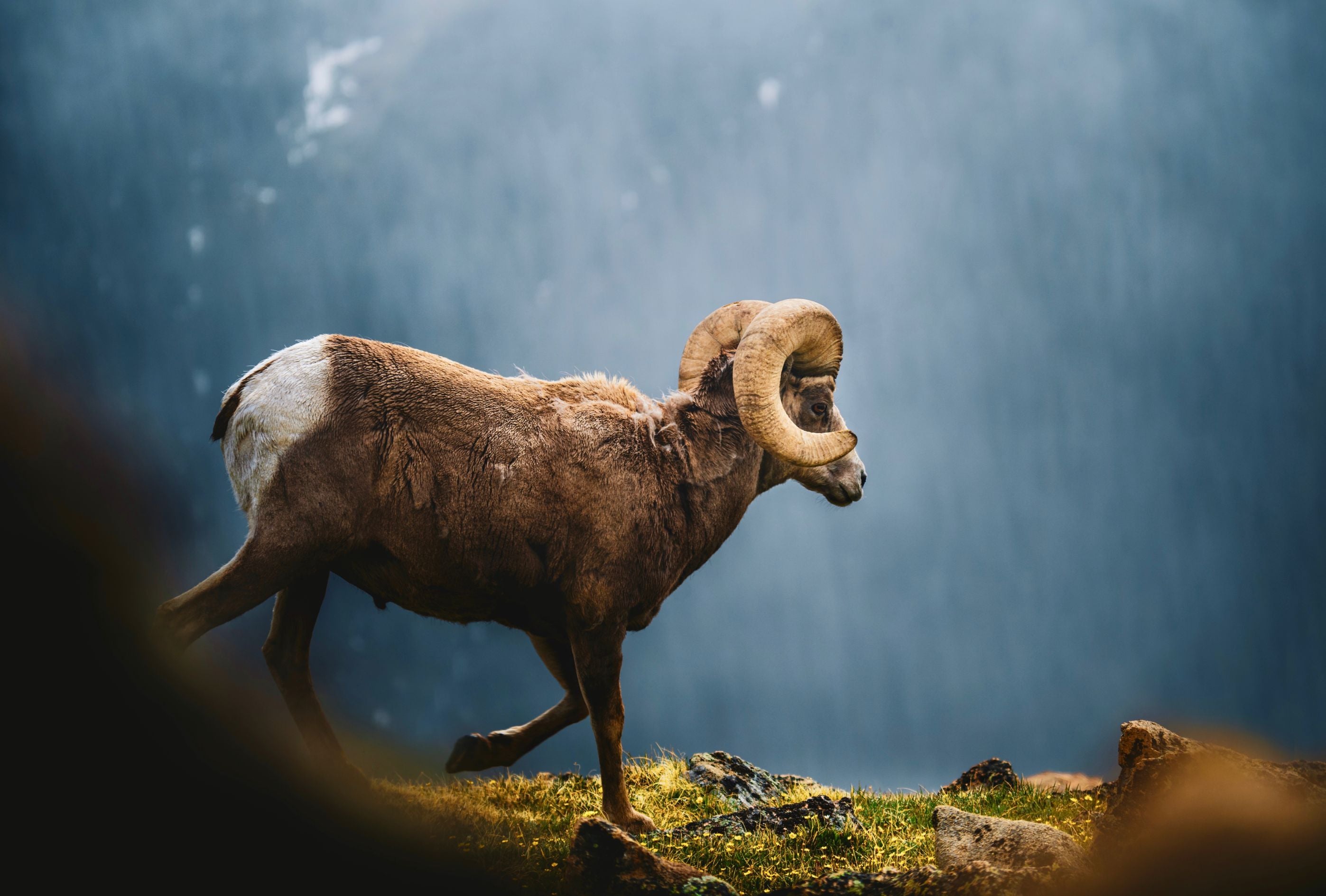 CANIS Cooks:  BBQ Wild Sheep Chops