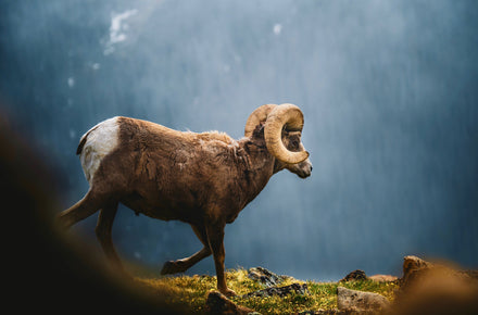 CANIS Cooks:  BBQ Wild Sheep Chops