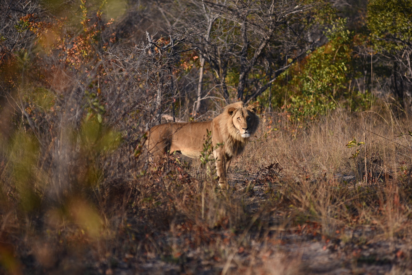 hunting lion