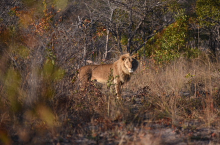 On Life & Hunting